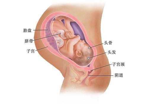 借卵子怀孕要求，夫妻染色体正常 胚染有问题，