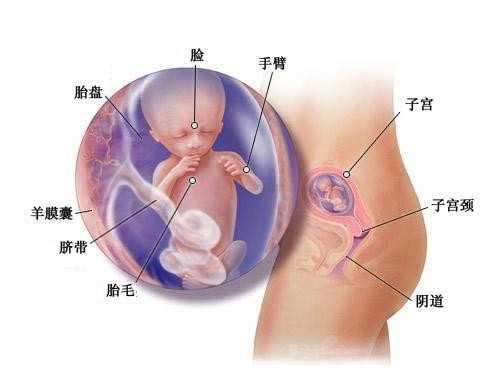 孕酮低胎儿会停止发育吗？