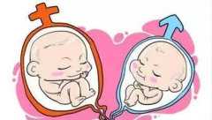 北京找人代生子价格，怀孕40周胎儿标准值