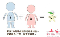 北京捐卵代孕包男孩,北京多名女学生收到“求卵子”短信：15天赚4万